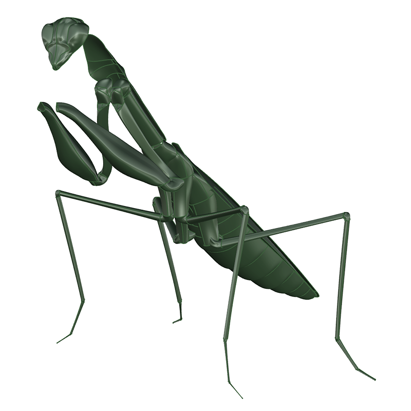 3D model of Praying Mantis
