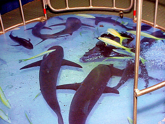 Shark Cage Exhibit - floor photo of shark feeding