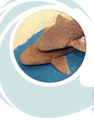 Shark Touch Tank exhibit identification in wayfinding program