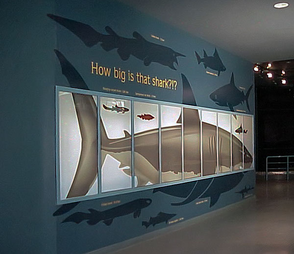 Exhibit showing diagram relative, actual shark sizes